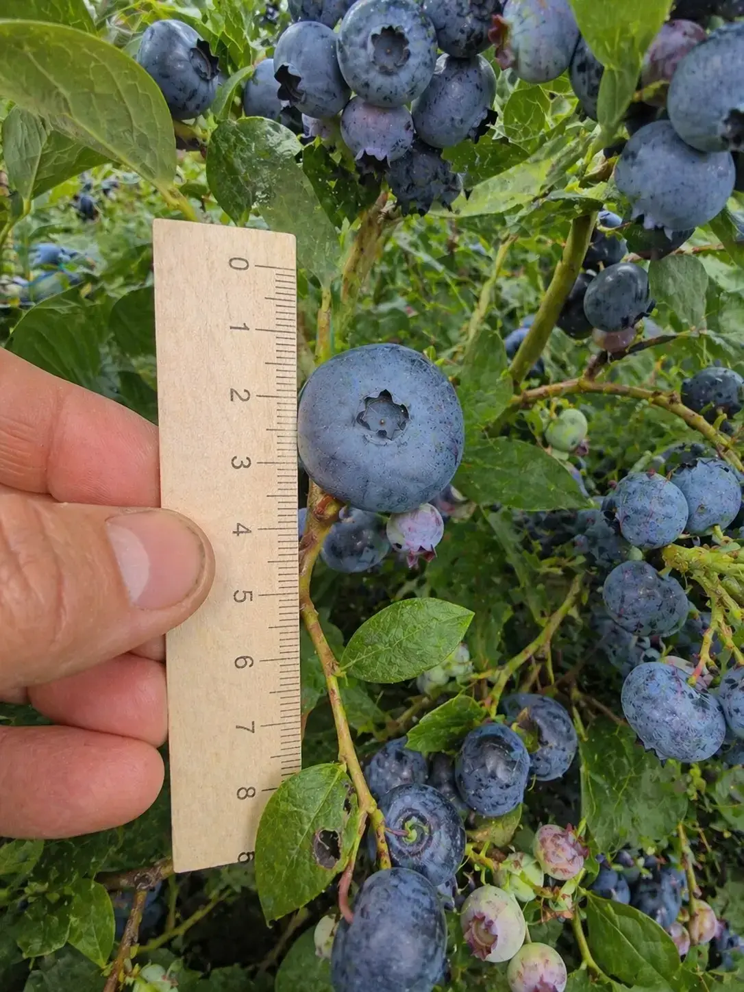 Лохина Мелана фото 1