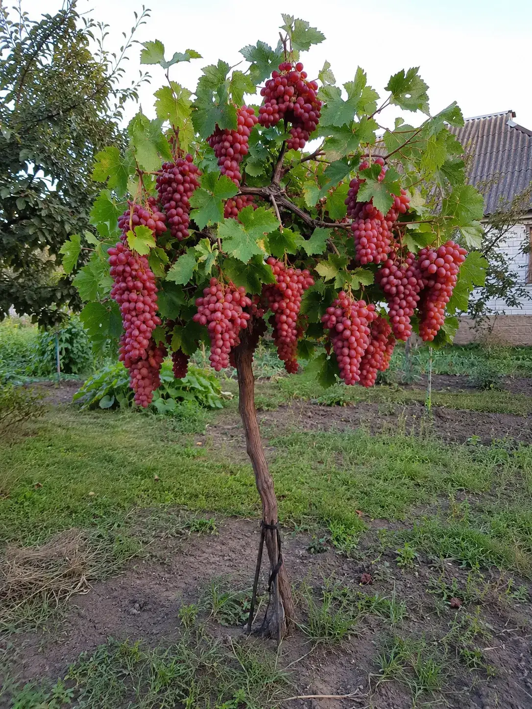 Микула Рубін